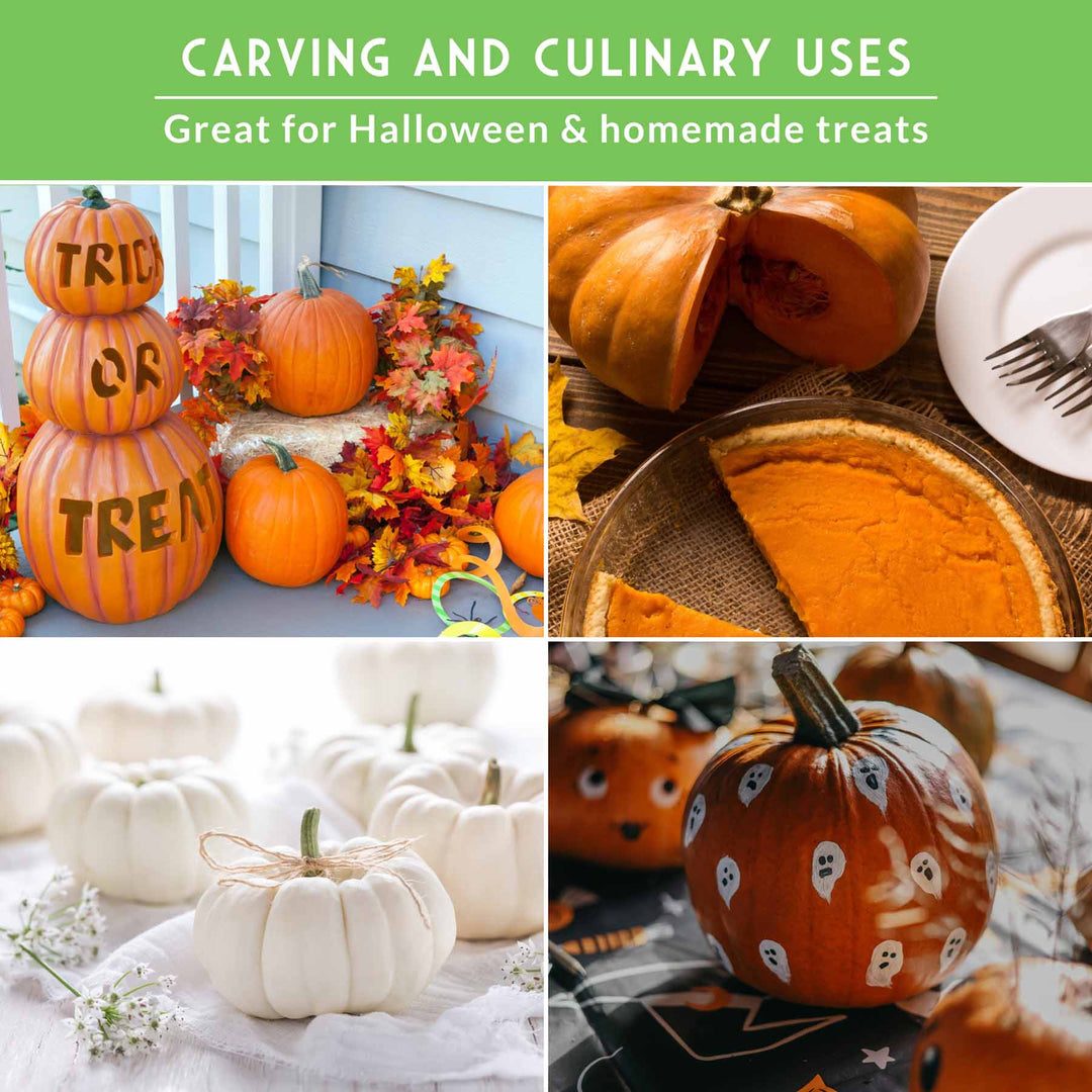 Pumpkin Seeds Variety Pack – 4 Heirloom Non-GMO Varieties for Baking, Carving, Fall Décor &amp; Family Gardening