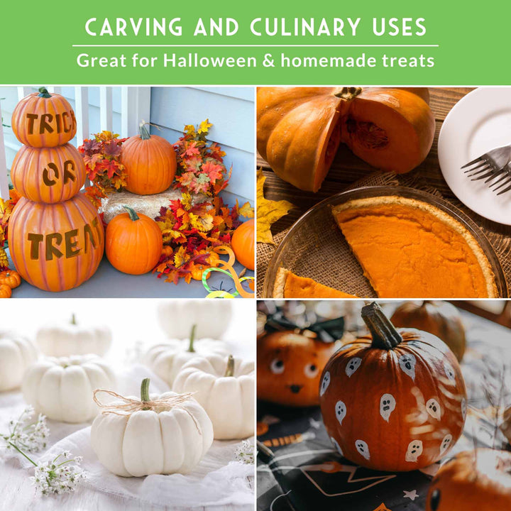 Pumpkin Seeds Variety Pack – 4 Heirloom Non-GMO Varieties for Baking, Carving, Fall Décor &amp; Family Gardening