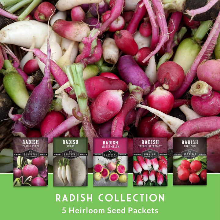 5 Variety Radish Seeds Pack – Heirloom Collection for Spring, Summer &amp; Fall Gardens