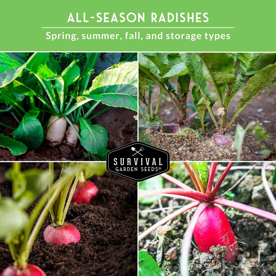 5 Variety Radish Seeds Pack – Heirloom Collection for Spring, Summer &amp; Fall Gardens