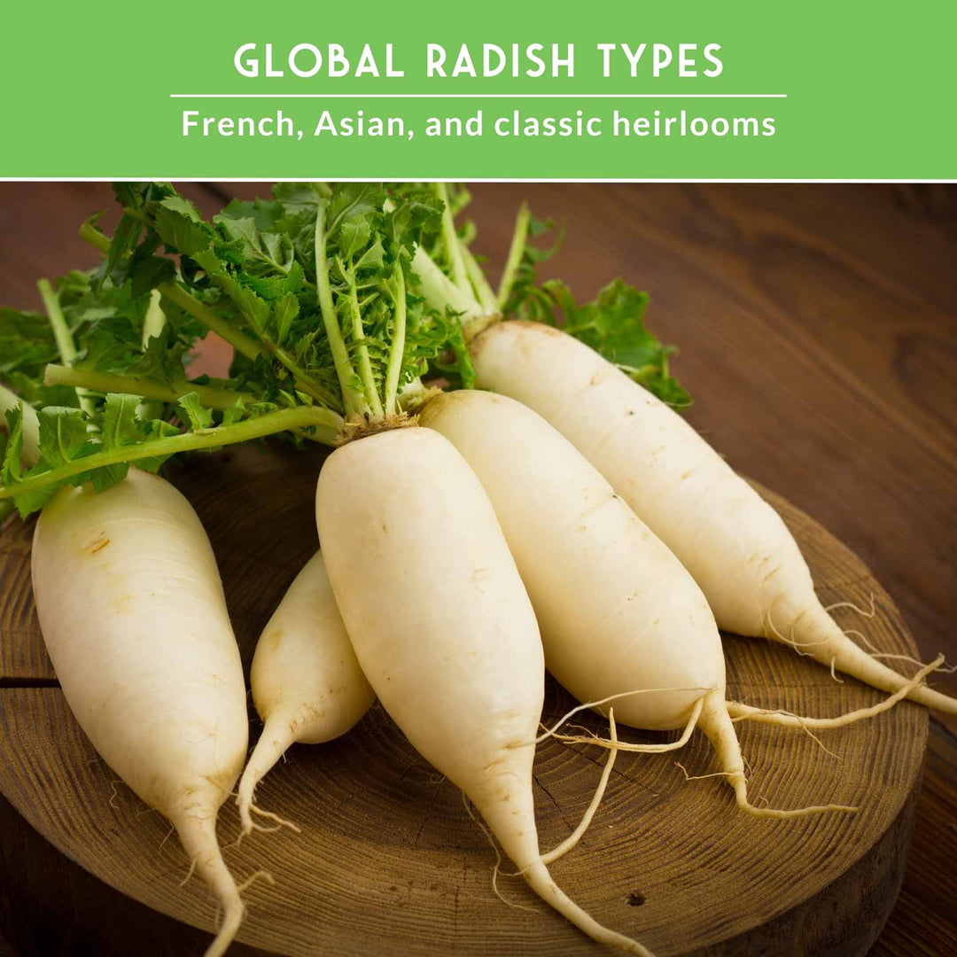 5 Variety Radish Seeds Pack – Heirloom Collection for Spring, Summer &amp; Fall Gardens