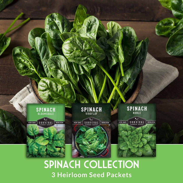 Spinach Seed Collection – 3 Heirloom Non-GMO Varieties: Viroflay, Giant Noble &amp; Bloomsdale for Spring and Fall Gardens