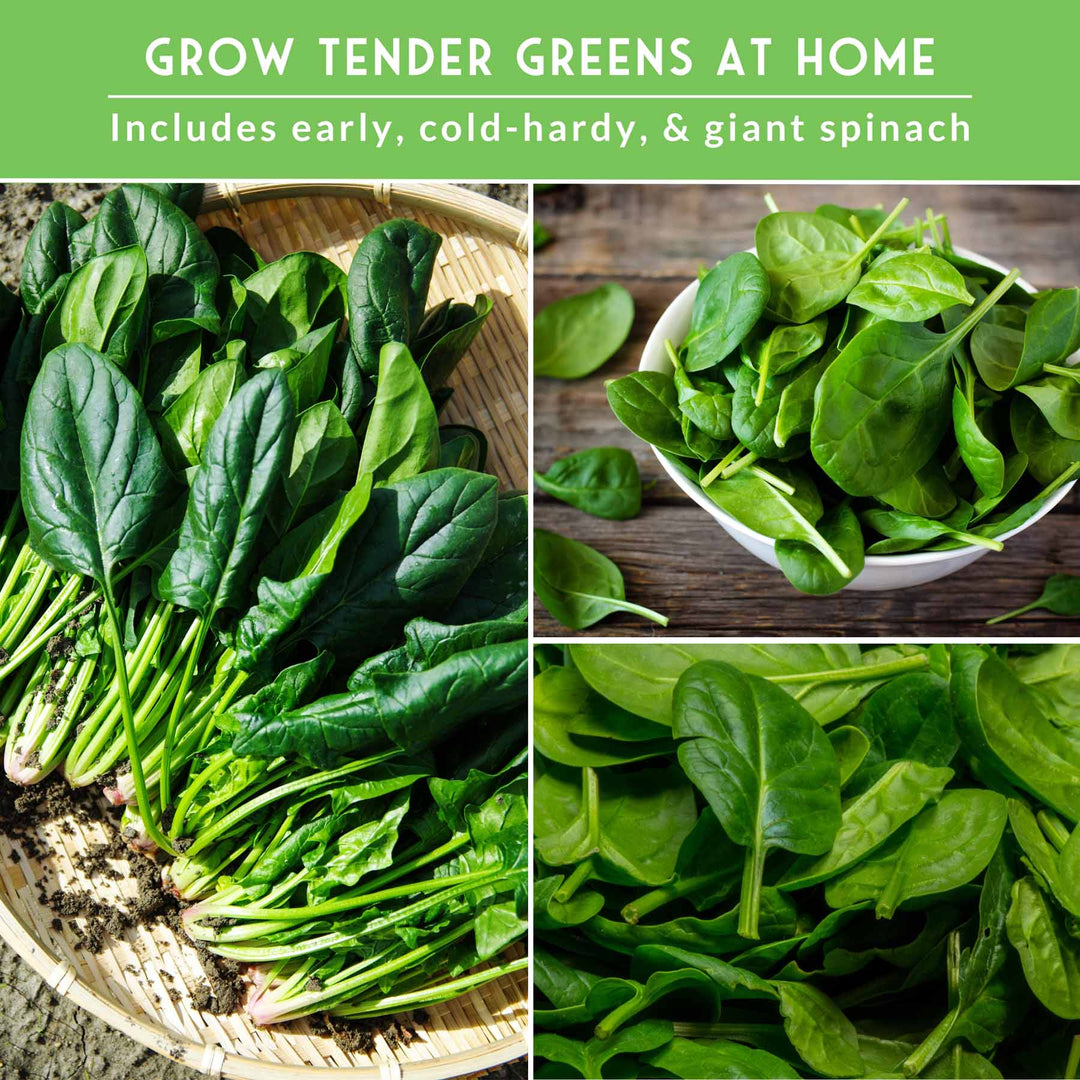 Spinach Seed Collection – 3 Heirloom Non-GMO Varieties: Viroflay, Giant Noble &amp; Bloomsdale for Spring and Fall Gardens