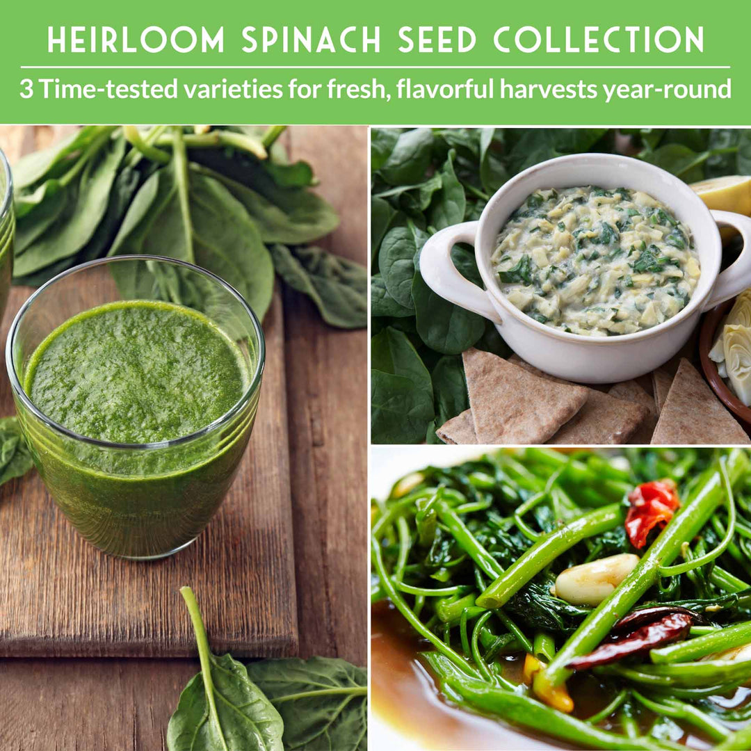 Spinach Seed Collection – 3 Heirloom Non-GMO Varieties: Viroflay, Giant Noble &amp; Bloomsdale for Spring and Fall Gardens