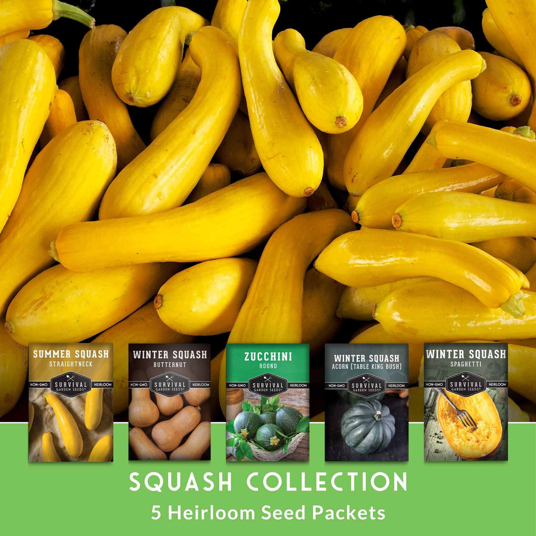 Squash Seed Collection – Zucchini, Yellow Summer, Butternut, Spaghetti &amp; Acorn Varieties for Productive Summer and Winter Harvests