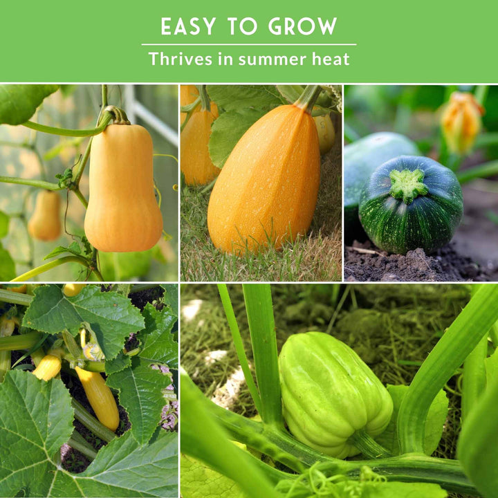 Squash Seed Collection – Zucchini, Yellow Summer, Butternut, Spaghetti &amp; Acorn Varieties for Productive Summer and Winter Harvests