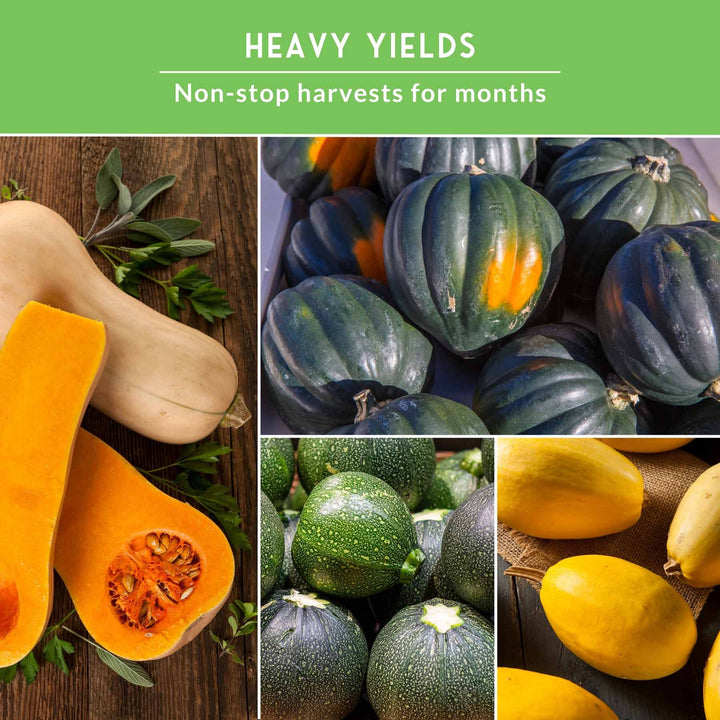 Squash Seed Collection – Zucchini, Yellow Summer, Butternut, Spaghetti &amp; Acorn Varieties for Productive Summer and Winter Harvests