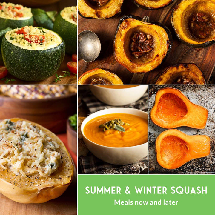 Squash Seed Collection – Zucchini, Yellow Summer, Butternut, Spaghetti &amp; Acorn Varieties for Productive Summer and Winter Harvests