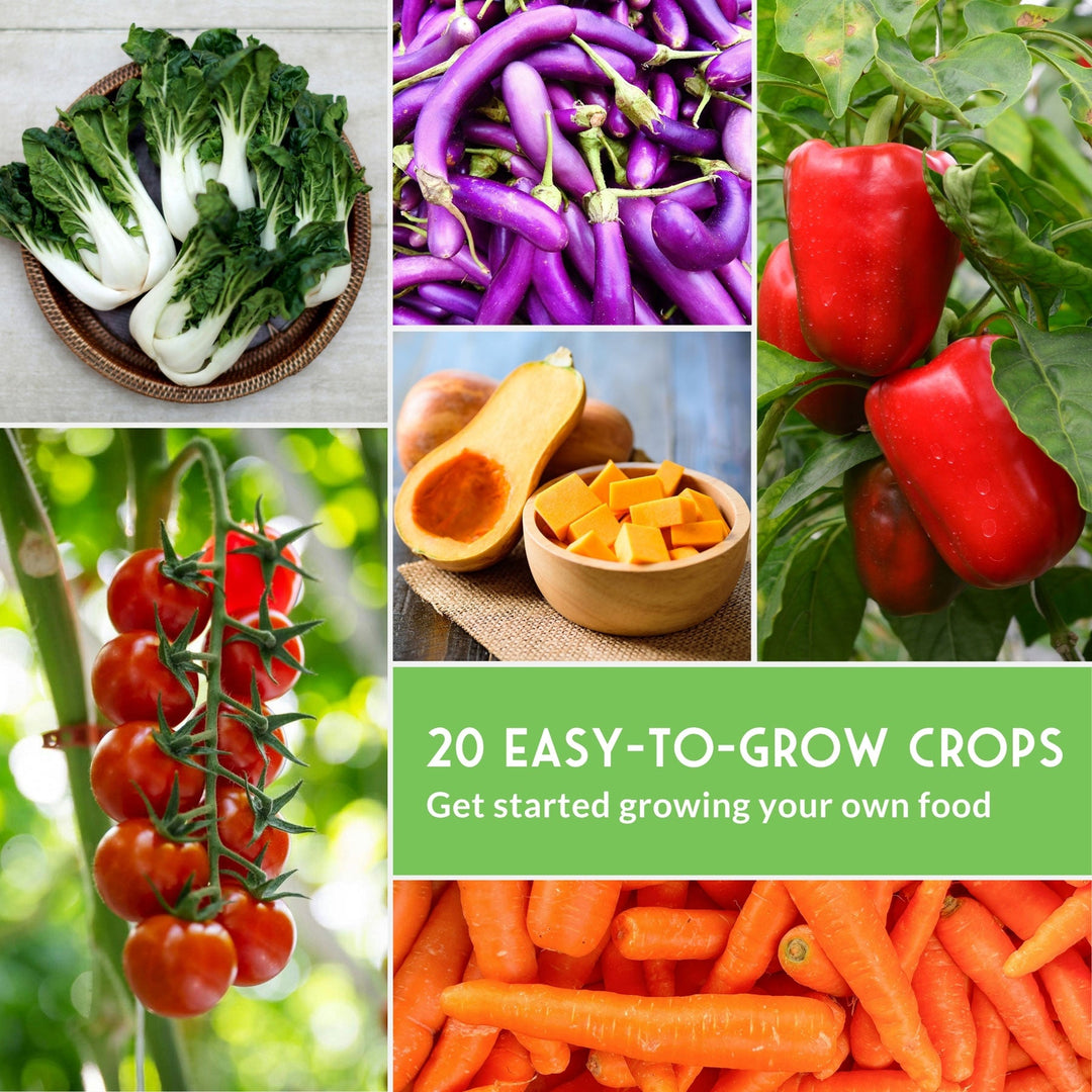 20 Variety Vegetable Garden Starter Seed Collection – Non-GMO Heirloom Kit for Beginner-Friendly Home Growing