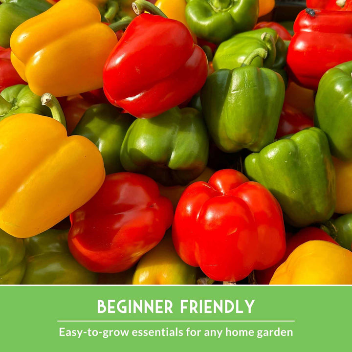 Summer Vegetable Seed Collection – Easy-Growing Tomatoes, Peppers, Beans, Cucumbers, Eggplant &amp; Zucchini