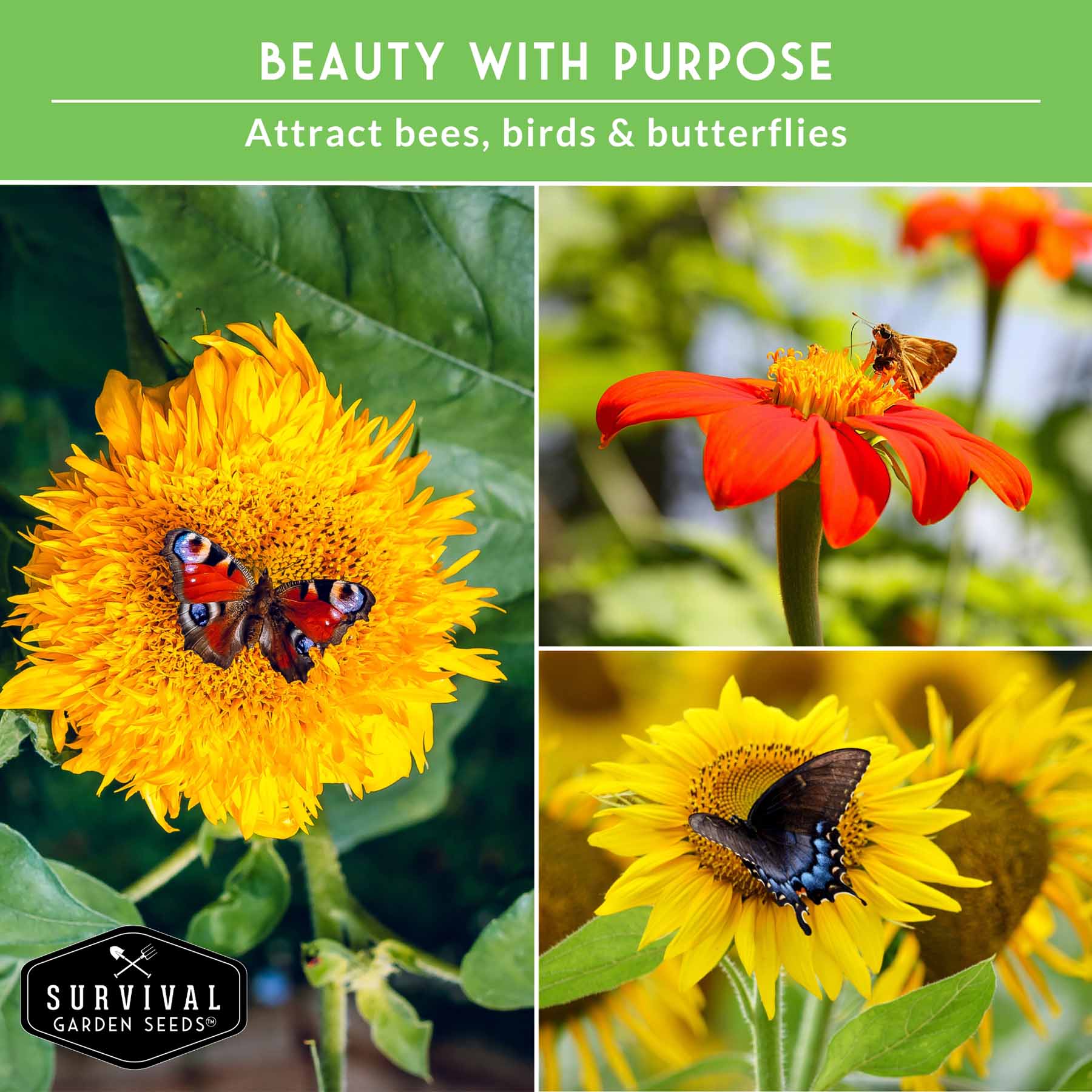 6 Sunflower Collection -  A Rainbow of Colorful Sunflowers