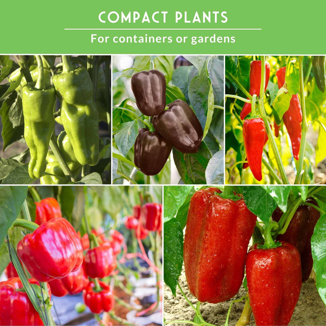 Sweet Pepper Collection - California Wonder Bell, Marconi Red, Cubanelle, Chocolate Beauty, and Big Red Peppers