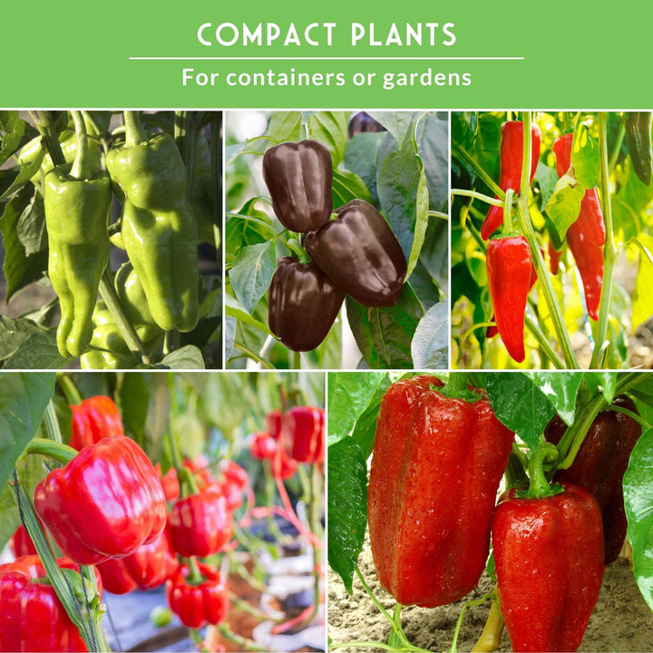 Sweet Pepper Collection - California Wonder Bell, Marconi Red, Cubanelle, Chocolate Beauty, and Big Red Peppers
