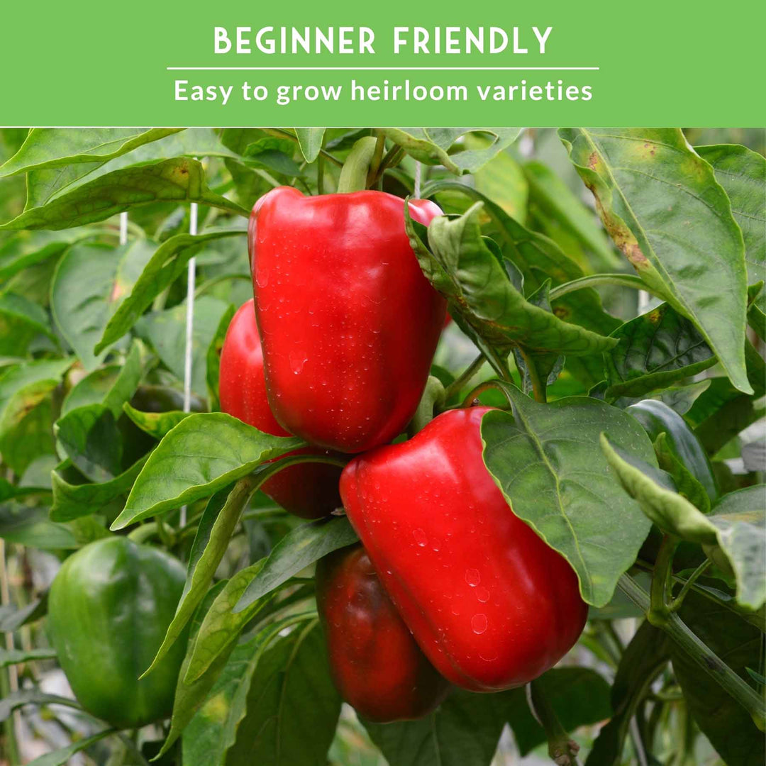 Sweet Pepper Collection - California Wonder Bell, Marconi Red, Cubanelle, Chocolate Beauty, and Big Red Peppers