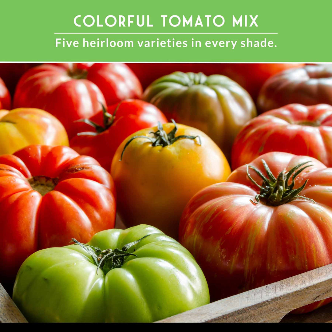 Colorful Tomato Seed Collection – Heirloom Rainbow Mix for Unique Flavors, Slicing &amp; Summer Harvests