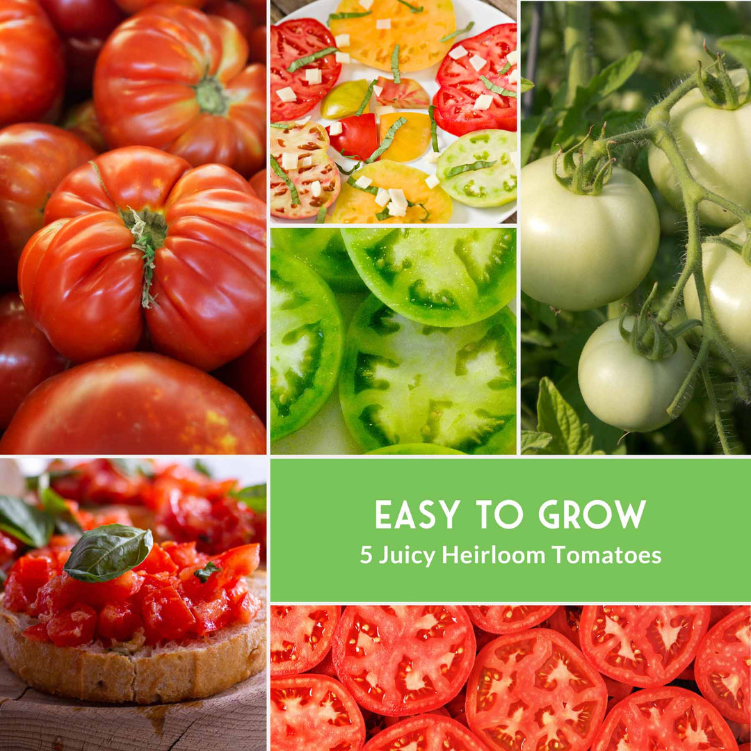 Slicing Tomato Seed Collection – 5 Heirloom &amp; Beefsteak Varieties for Large, Meaty Sandwich Tomatoes