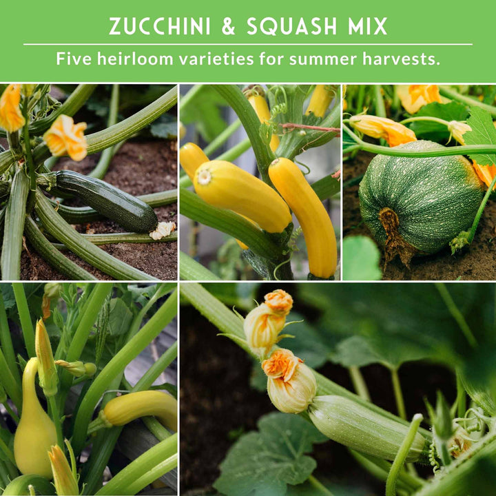 Zucchini &amp; Summer Squash Seed Collection – Black Beauty, Round, Golden, Grey Zucchini &amp; Straight Neck Yellow Squash