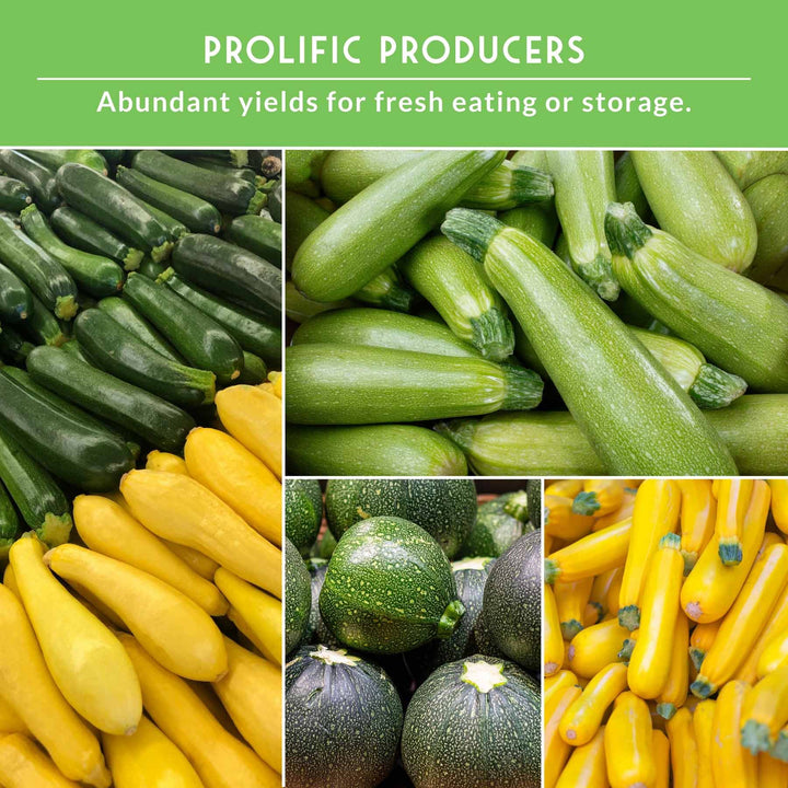 Zucchini &amp; Summer Squash Seed Collection – Black Beauty, Round, Golden, Grey Zucchini &amp; Straight Neck Yellow Squash