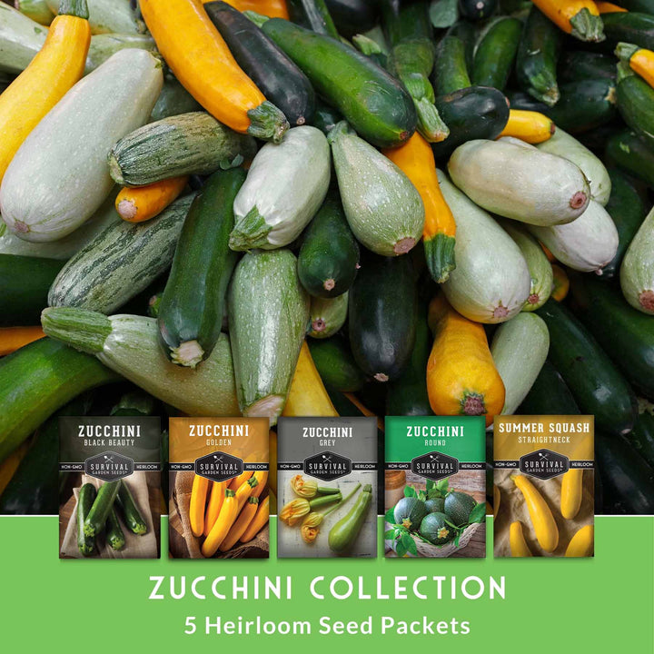 Zucchini &amp; Summer Squash Seed Collection – Black Beauty, Round, Golden, Grey Zucchini &amp; Straight Neck Yellow Squash