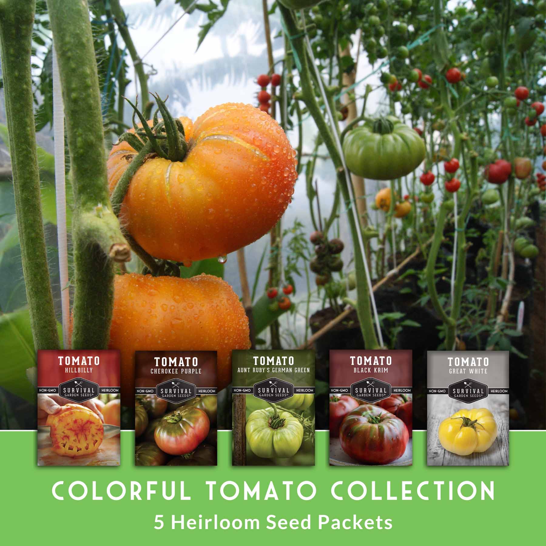 Colorful Tomato Collection - Black Krim, Great White, Aunt Ruby’s German Green, Hillbilly & Cherokee Purple