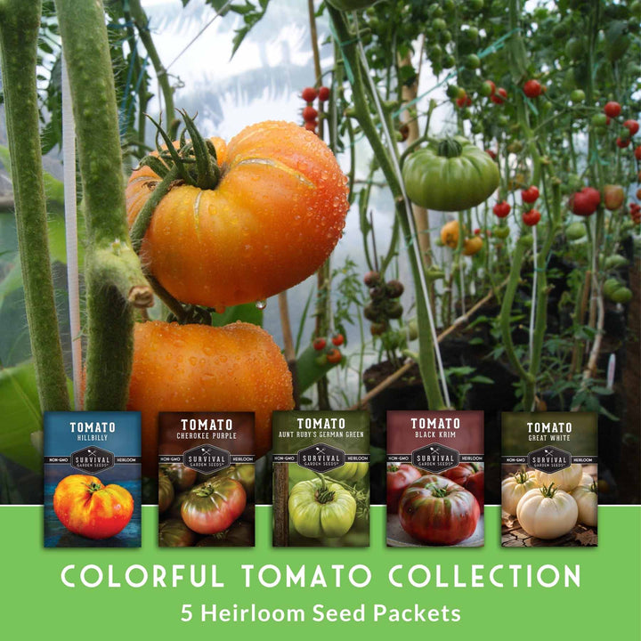 Colorful Tomato Seed Collection – Heirloom Rainbow Mix for Unique Flavors, Slicing &amp; Summer Harvests