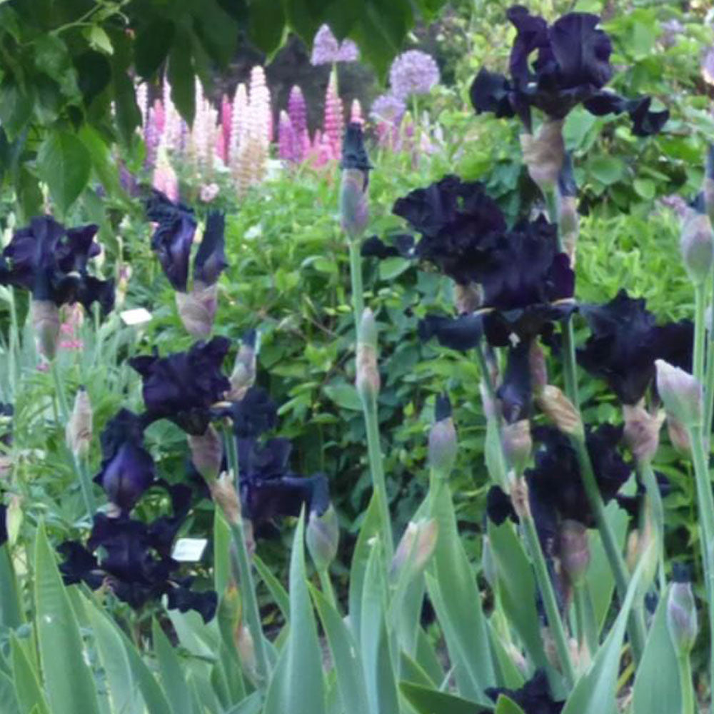 Senor Jinx Black Iris Potted Quart Pot