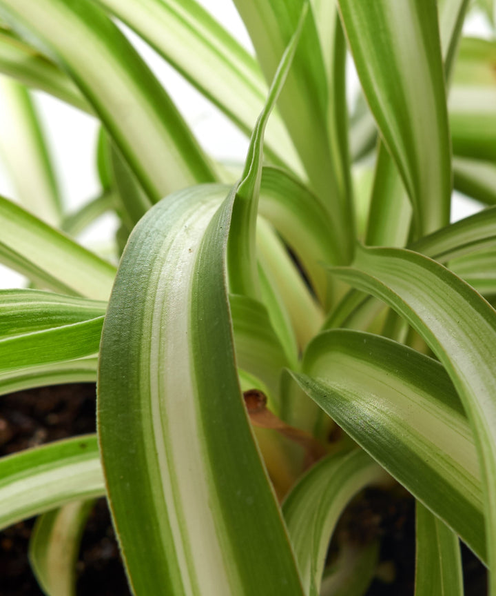 Chlorophytum comosum &