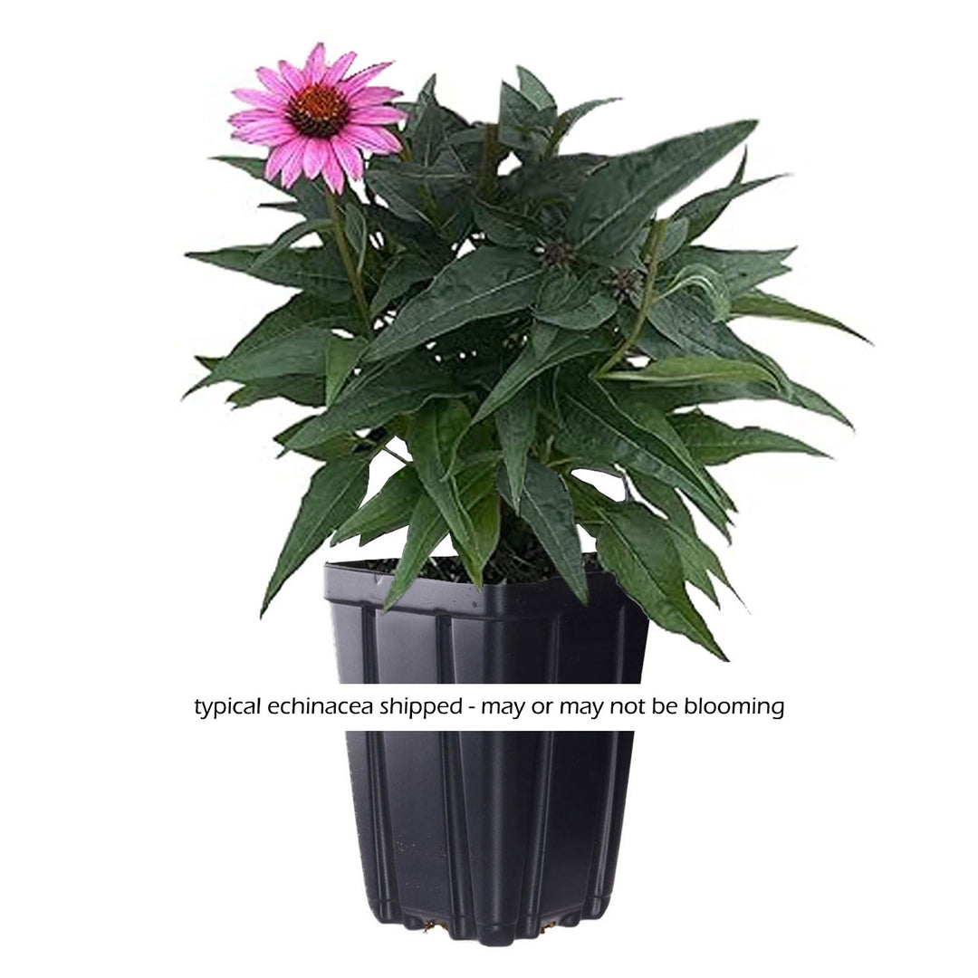 Echinacea Adobe Orange Potted Quart Pot