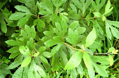 Sassafras Tree