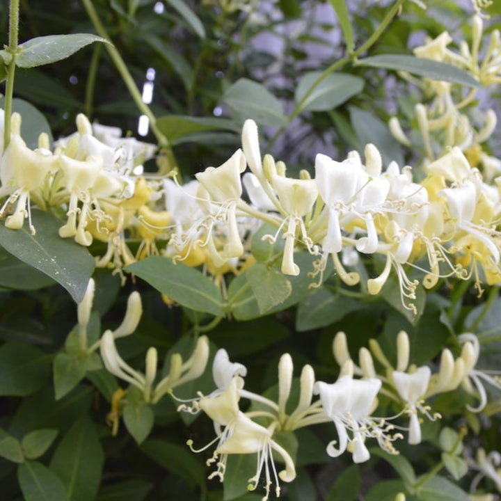 Scentsation Honeysuckle Vine