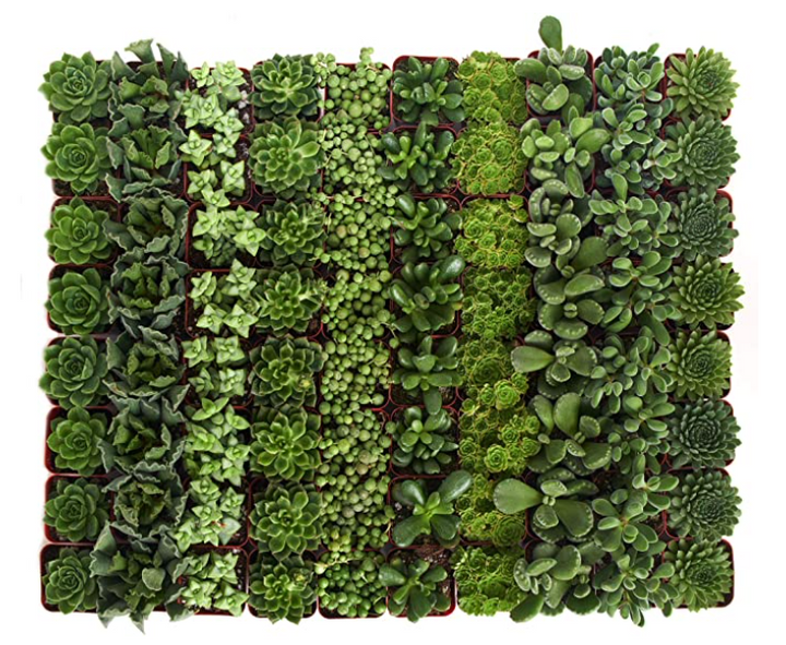 Verde Mini Succulent Collection