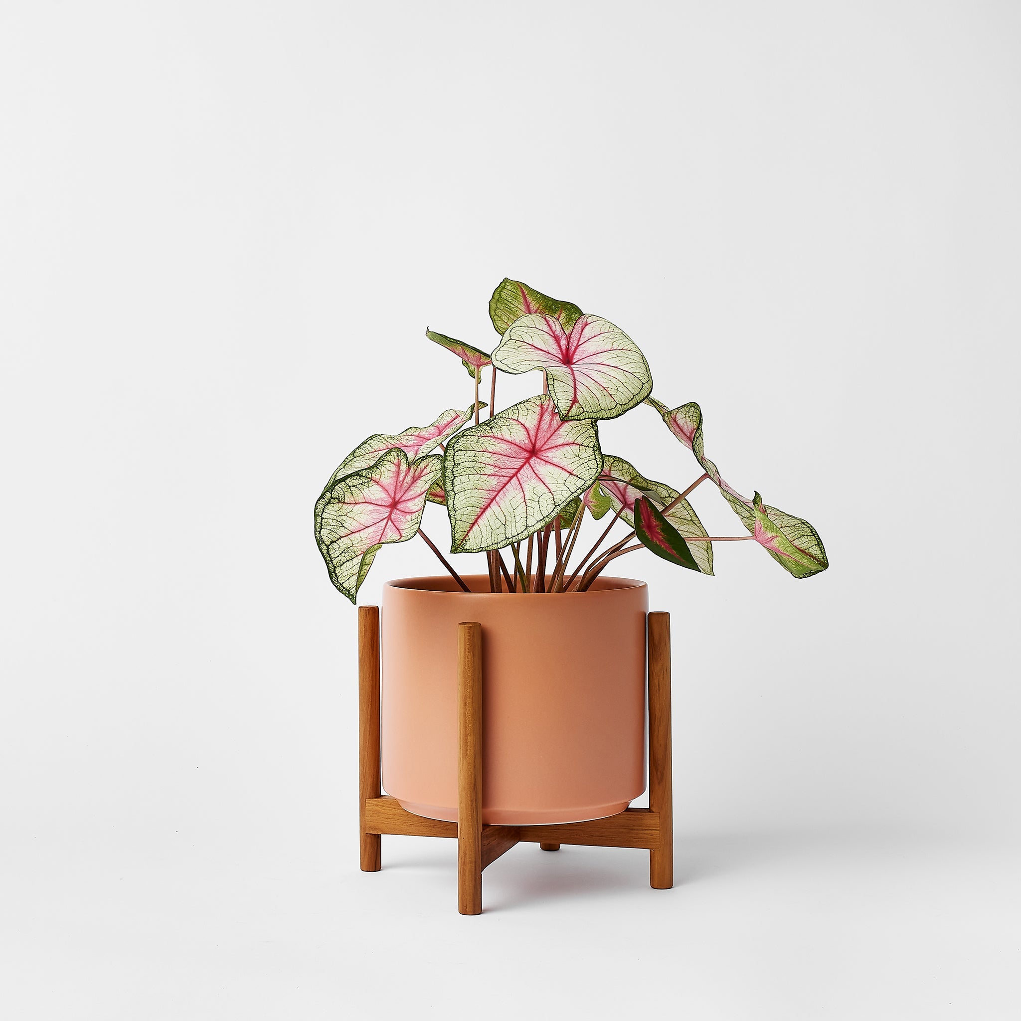 Rounded Hardwood Plant Stand