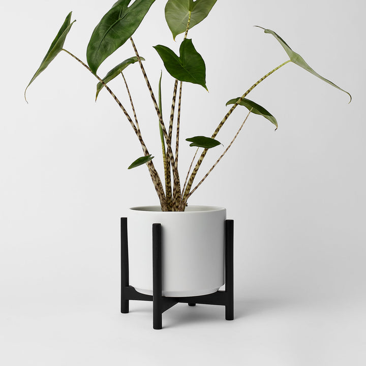 Rounded Hardwood Plant Stand