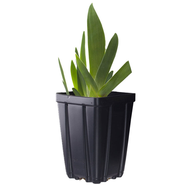 Feel The Thunder Fragrant Iris Potted Quart Pot
