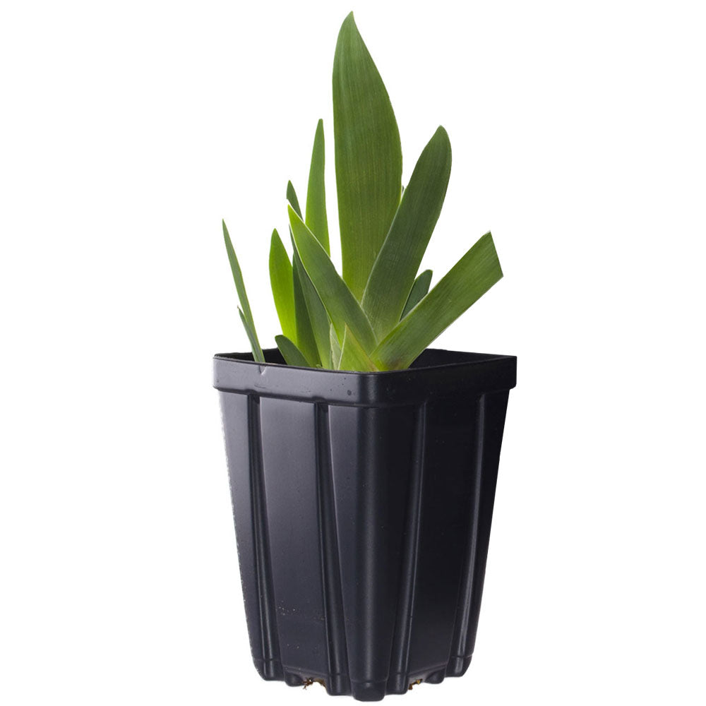Crow's Feet Bearded Iris Potted Quart Container
