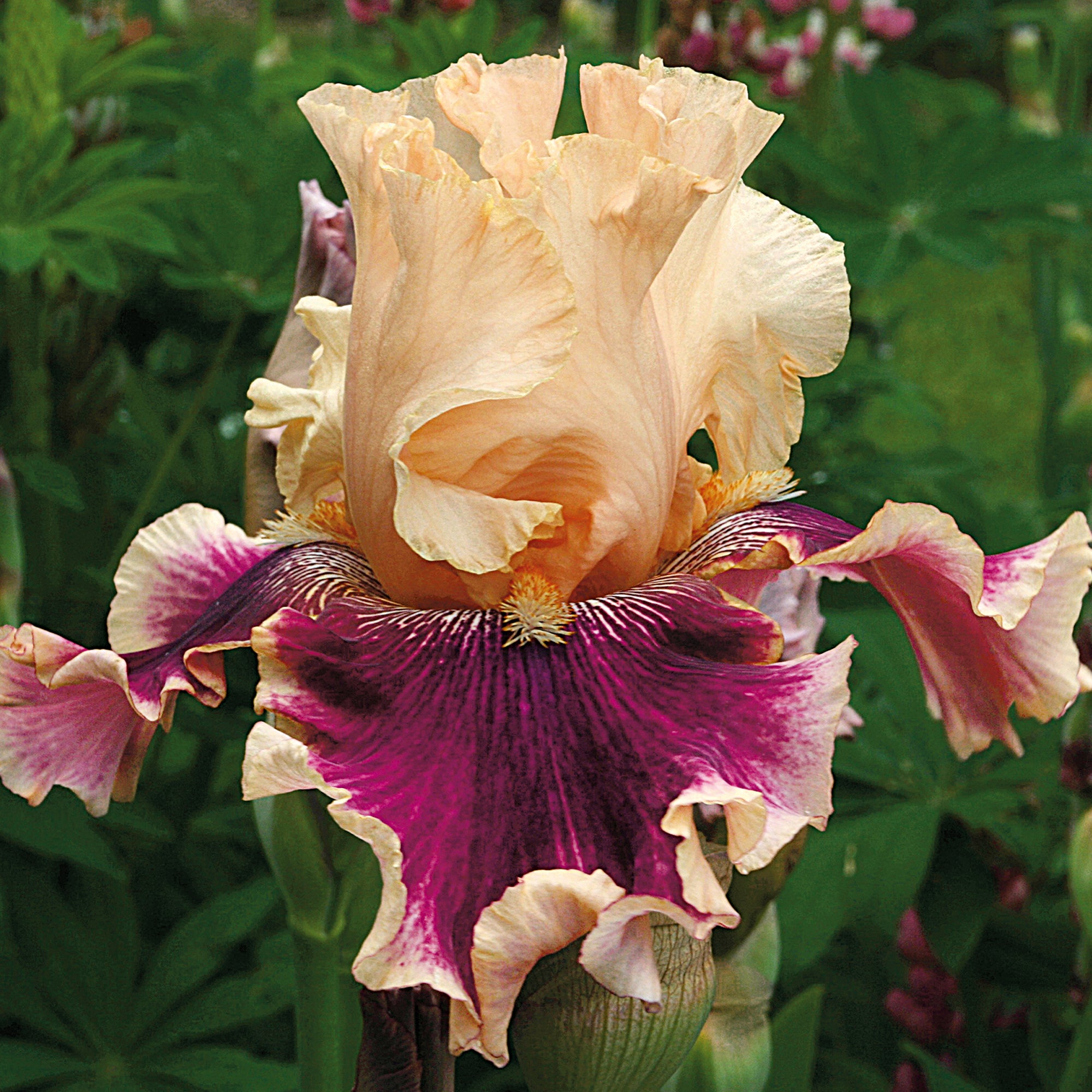 Skirting The Issue Bearded Iris Potted Quart Pots