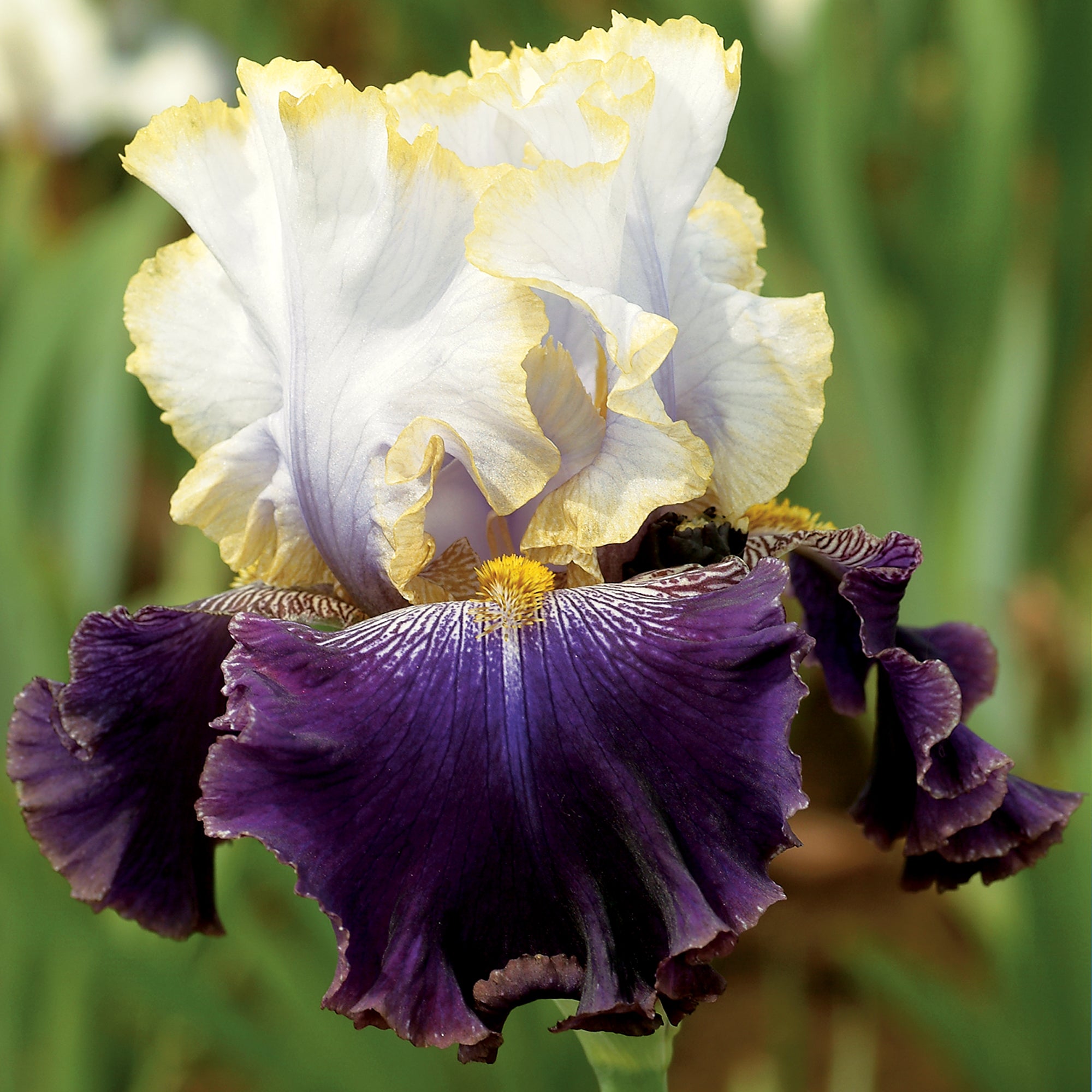 Slovak Prince Bearded Iris Potted Quart Container