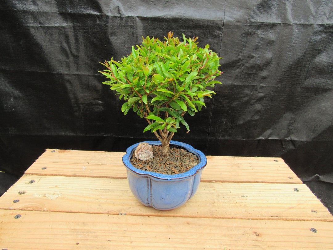 Small Dwarf Pomegranate Bonsai Tree