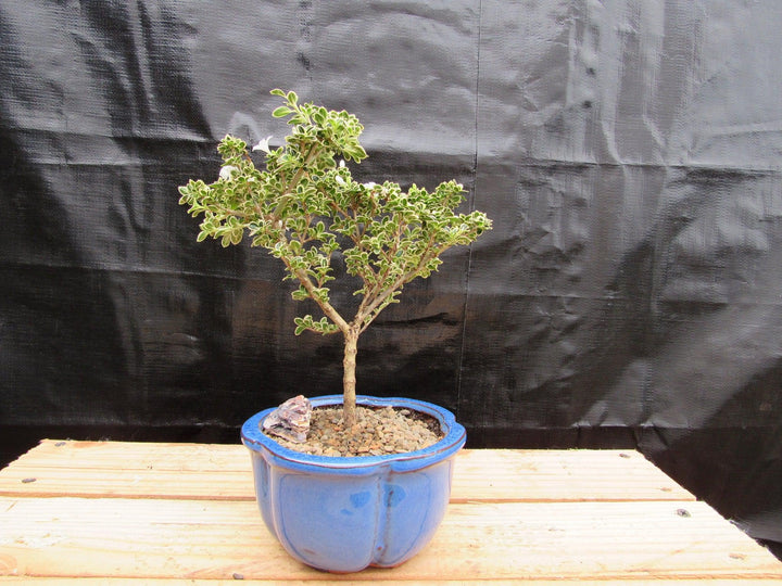 Small Mt. Fuji Serissa Bonsai Tree