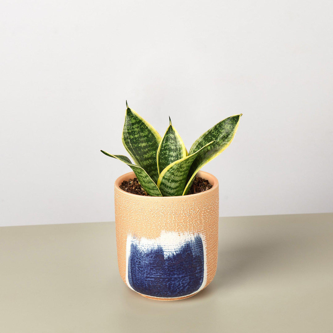 Snake Plant &