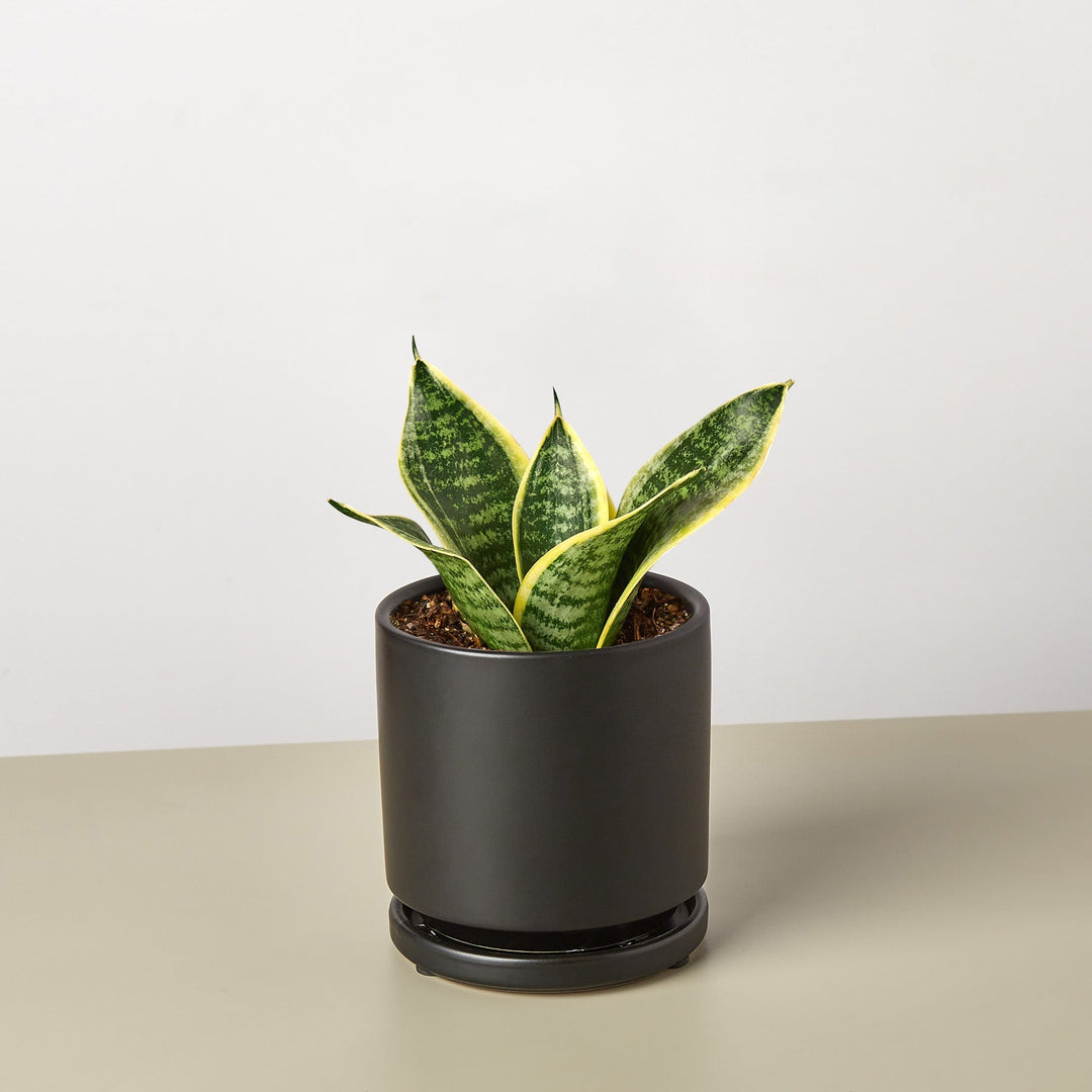 Snake Plant &