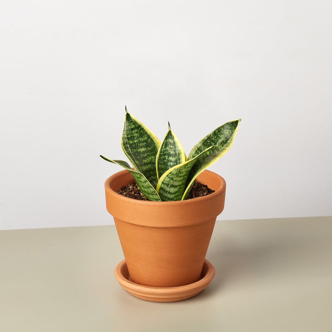 Snake Plant &