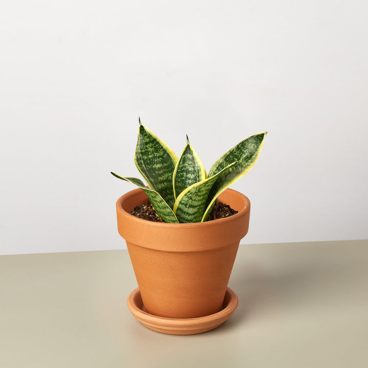 Snake Plant &