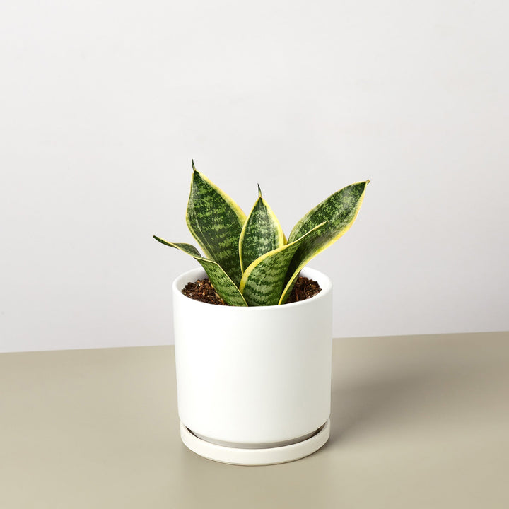 Snake Plant &