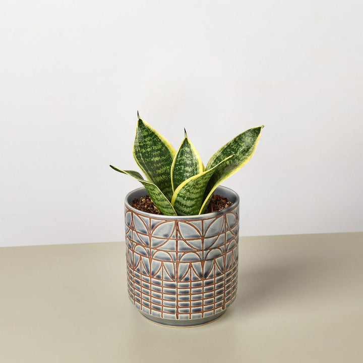 Snake Plant &