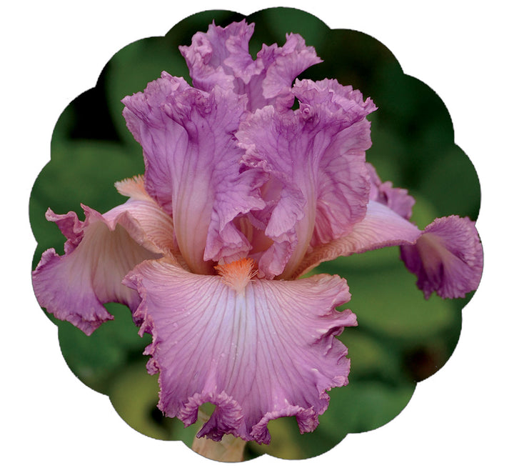 Social Graces Fragrant Bearded Iris Quart Container