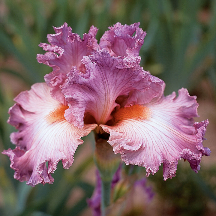 Social Graces Fragrant Bearded Iris Quart Container