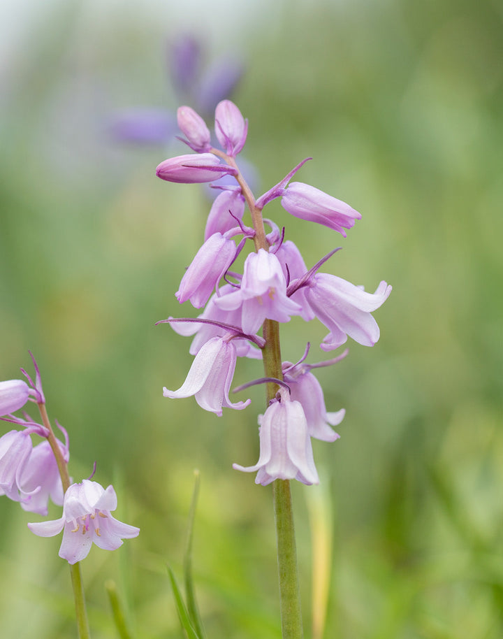 Rosabella Spanish Bluebells - 25 bulbs