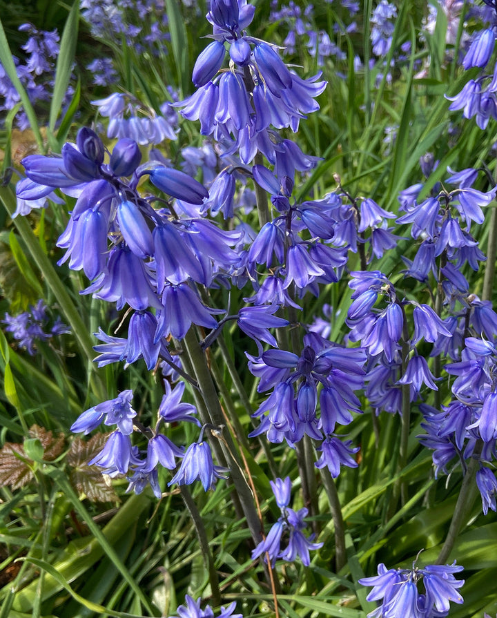 Blue Spanish Bluebells - 25 bulbs