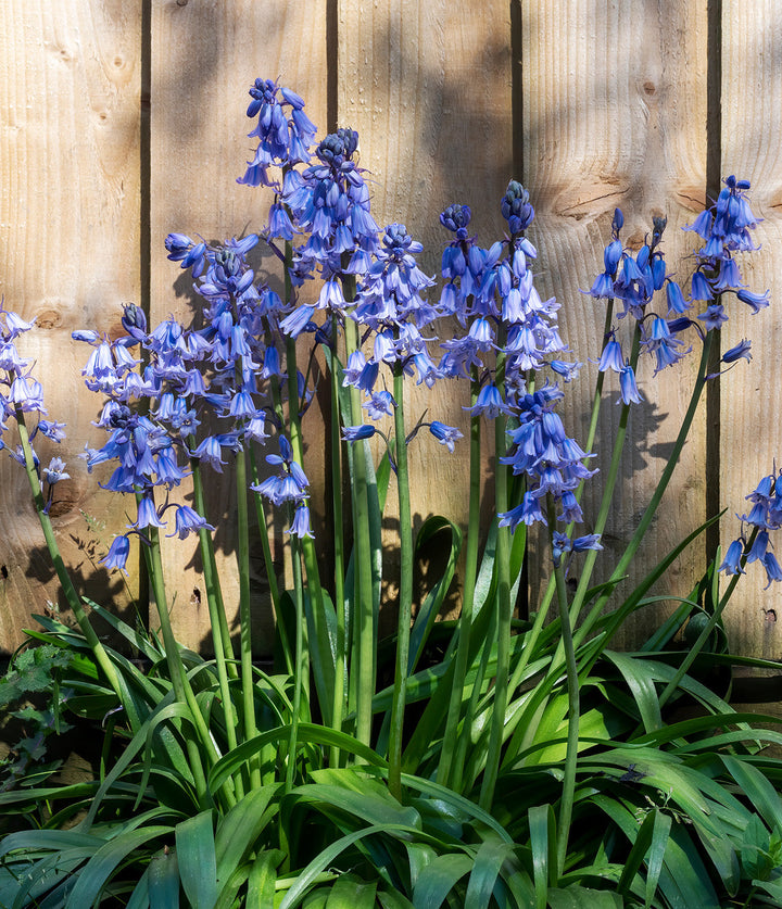 Excelsior Spanish Bluebells - 25 bulbs